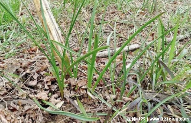 一种土生土长的甜枣被人们拿来熬糖水喝 市场前景非常好