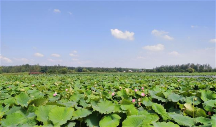 考古新发现 成周在哪里 同时期兮甲盘颂簋与逑盘给出明确答案