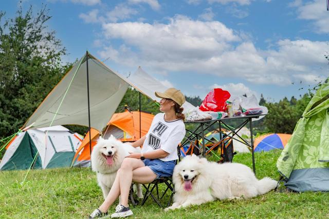 仙女山免费撸狗去仙女山「摇尾」人宠音乐节进入3天倒计时