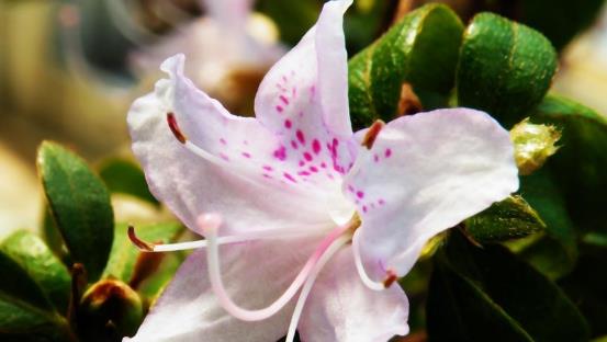 世界最大的杜鹃花树 腾冲杜鹃花树高5