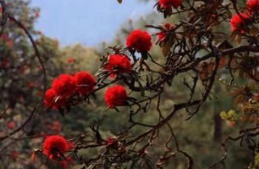 世界最大的杜鹃花树 腾冲杜鹃花树高5