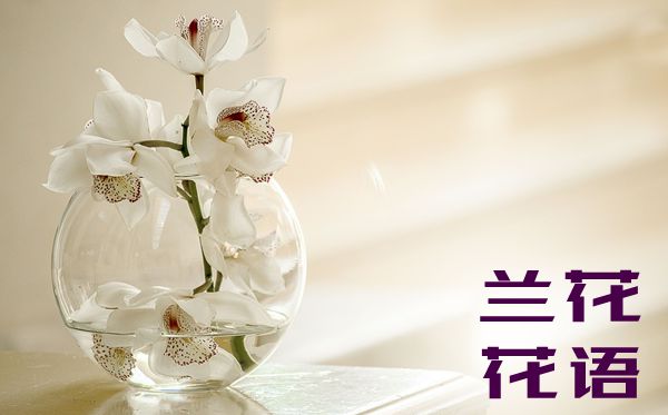 兰花的花语是什么,兰花花语大全