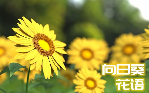 向日葵的花语是什么,向日葵花语大全