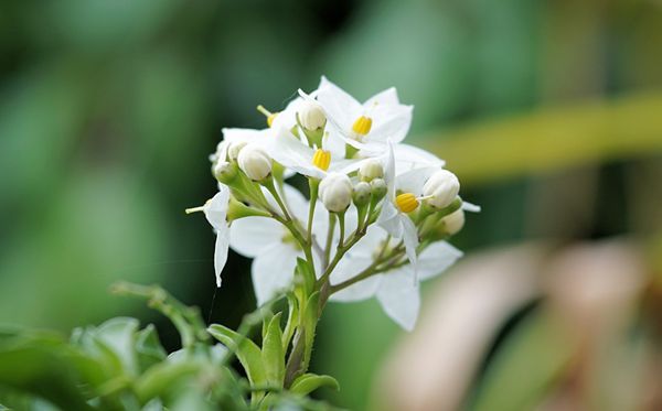 茉莉花的花语是什么,茉莉花花语大全