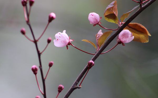 梅花的诗句