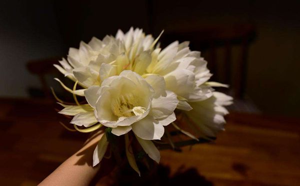 昙花的花语是什么,昙花花语大全