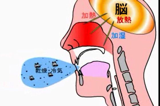 人为什么要用鼻子呼吸,用鼻子呼吸的好处