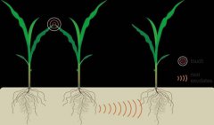 植物会说话吗？_植物也有自己的“语言”