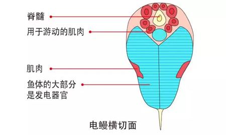 电鳗为什么会放电,电鳗能电死人吗,电鳗能吃吗